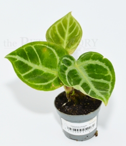 Anthurium dorayaki