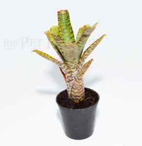 Neoregelia flerida