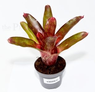 Neoregelia RIO GRANDE