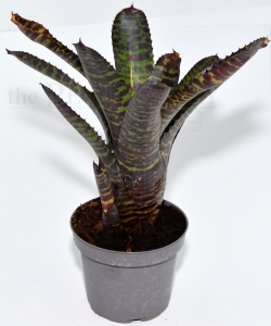 Neoregelia TIGERSTRIPES