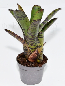 Neoregelia TIGER