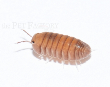 Cubaris spec. THAI BLUE ANGEL
