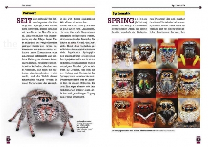 Springspinnen - Phidippus, Hyllus, Plexipus