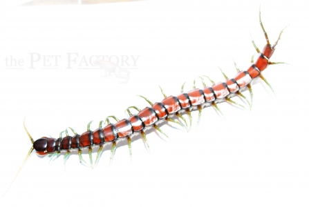 Scolopendra spec. MINT LEG L