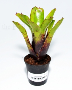 Neoregelia aria