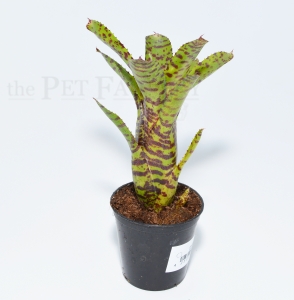 Neoregelia irina