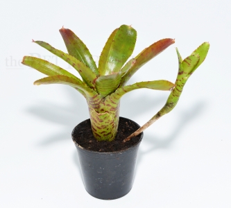 Neoregelia thera