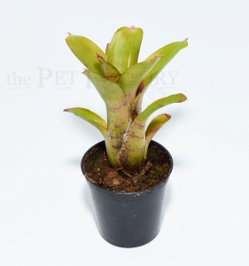 Neoregelia heraclea