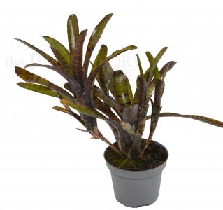 Neoregelia rubrifolia No. 1