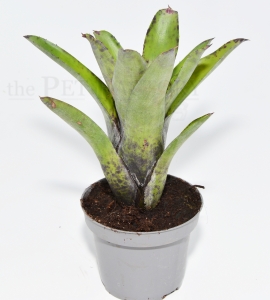 Neoregelia tristis