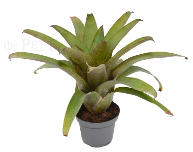 Vriesea botafogensis