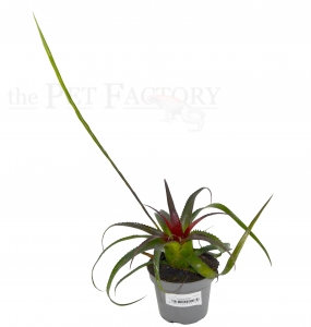Neoregelia pendula