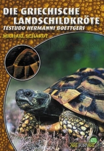 DIe Griechische Landschildkröte