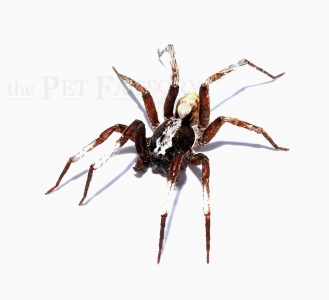 Ctenus sarawakensis