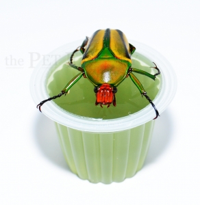 Beetle Jelly Melone 15er Pack