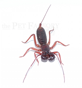 Typopeltis laurentianus