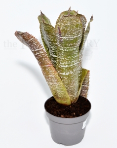 Hohenbergia correia araujoi L