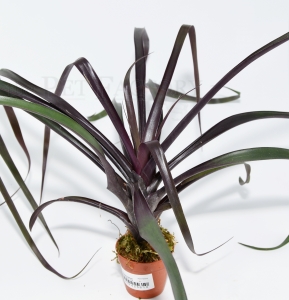 Vriesea bleheri