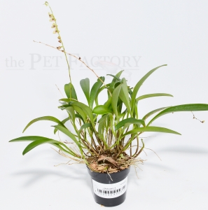 Stelis spec. 5