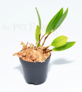 Zootrophion atropurpureum