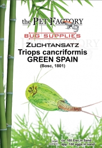 Zuchtansatz Triops cancriformis GREEN SPAIN
