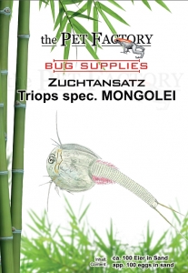 Zuchtansatz Triops spec. MONGOLEI