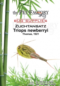 Zuchtansatz Triops newberryi