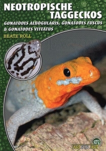 Neotropische Taggeckos