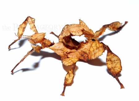 Extatosoma tiaratum