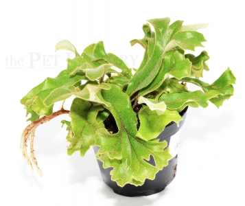 Pyrrosia lingua cristata