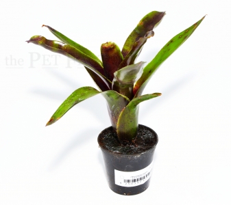 Neoregelia electra