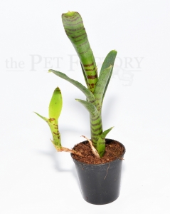 Neoregelia AKESO