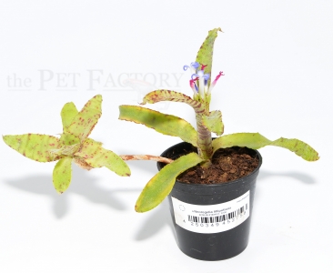 Neoregelia lilliputiana