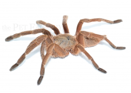 Chilobrachys brevipes l