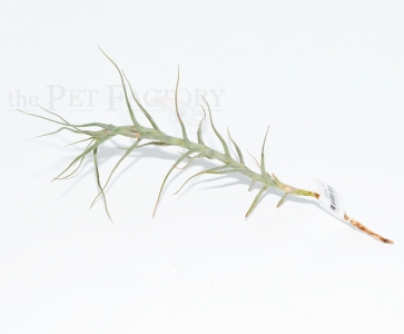 Tillandsia abdita