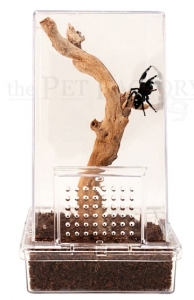 Jumping Spider Kit