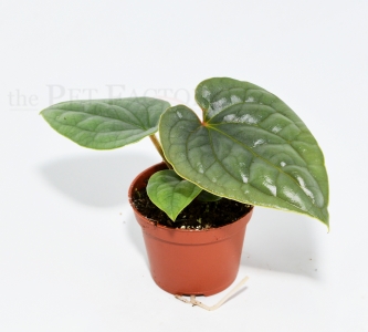 Anthurium luxurians