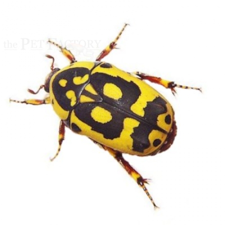 Pachnoda fissipuncta