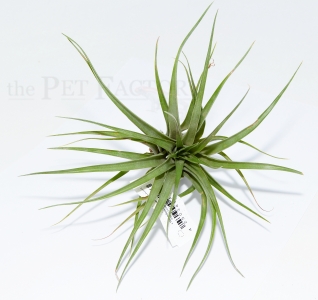 Tillandsia multiflora