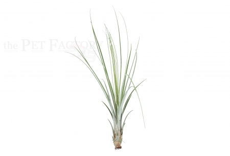 Tillandsia juncea