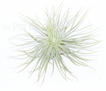 Tillandsia magnusiana