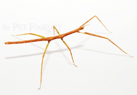 Medauroidea extradentata