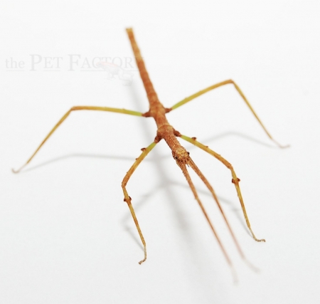 Medauroidea extradentata