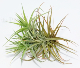 Tillandsia aeranthos