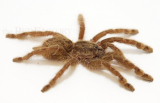 Heteroscodra maculata s