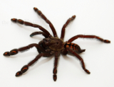 Psalmopoeus irminia m