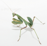 Sphodromantis lineola