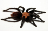 Brachypelma albiceps m