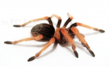 Brachypelma boehmei m