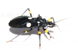 Platymeris biguttatus